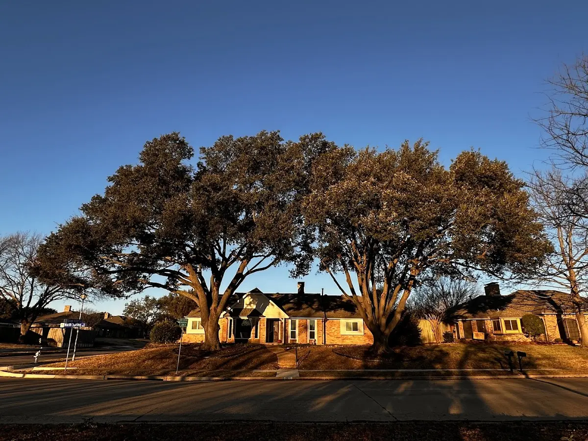 Established residential canopy tree shading a home in Tangent